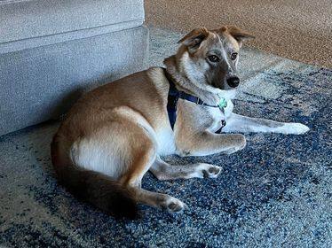 Nova (FKA Wendy), an adoptable Australian Cattle Dog / Blue Heeler, Shepherd in Orlando, FL, 32861 | Photo Image 6