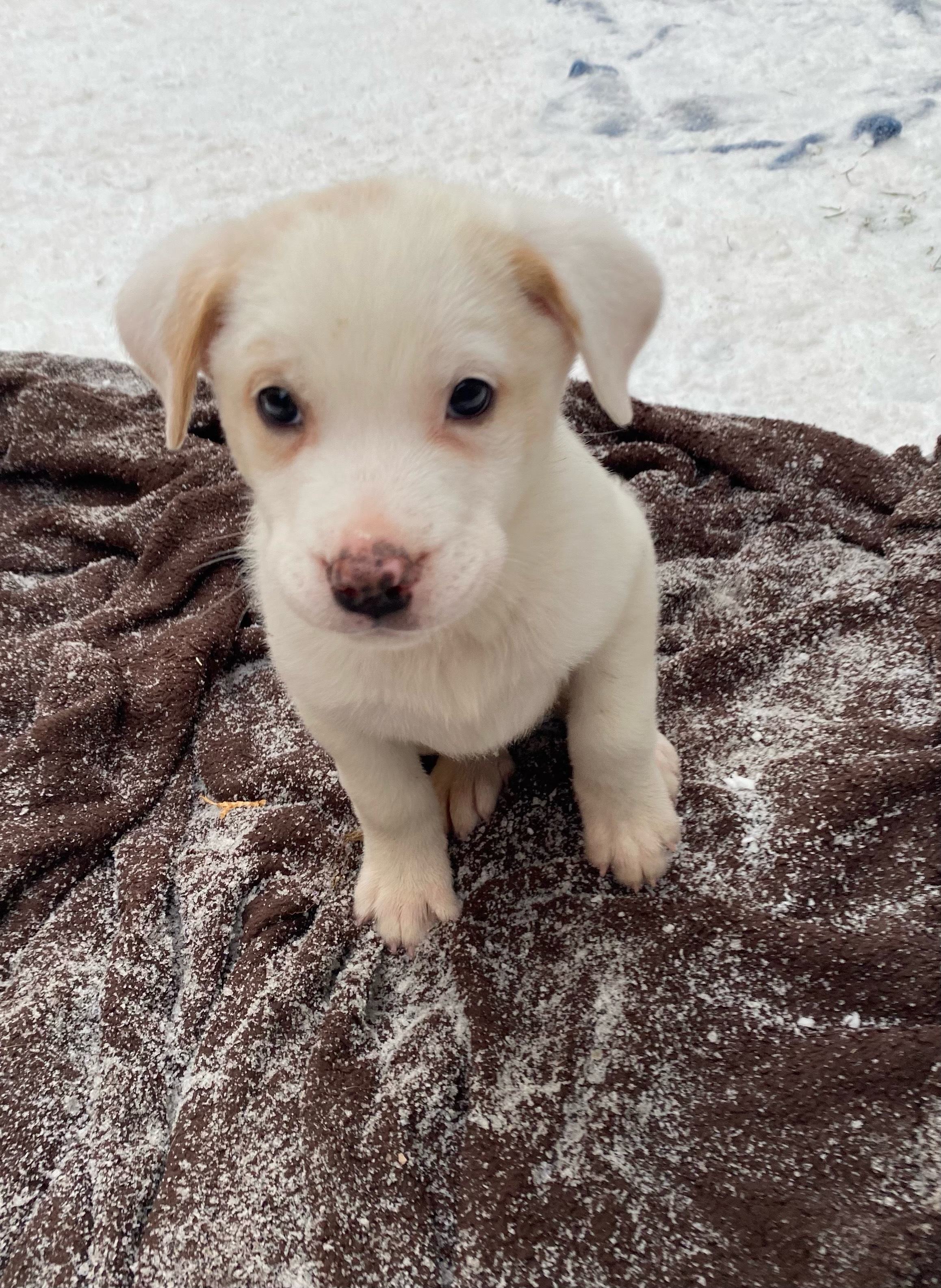Buttercup, an adoptable Mixed Breed in Saskatoon, SK, s7h 3a1 | Photo Image 1