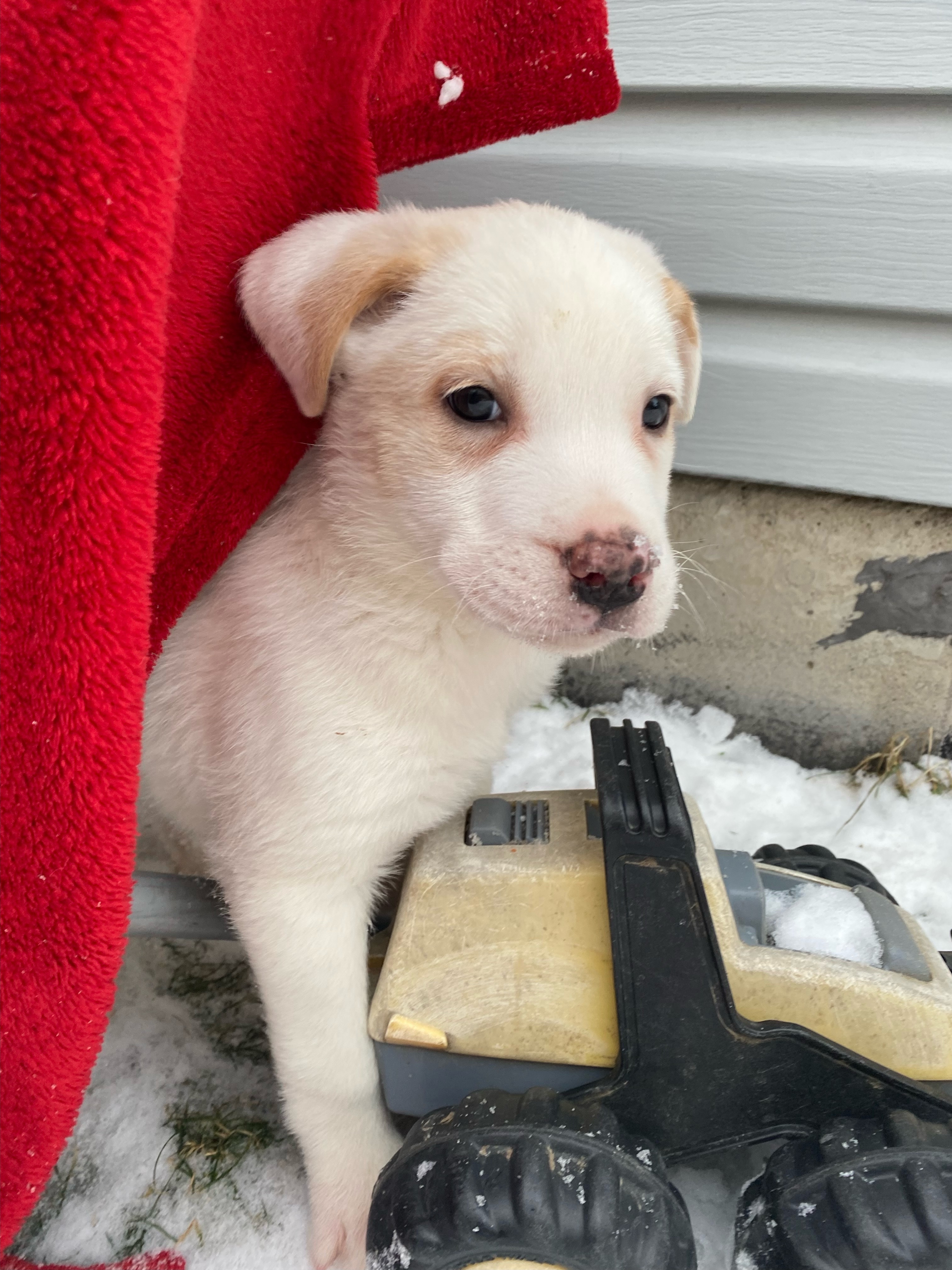 Buttercup, an adoptable Mixed Breed in Saskatoon, SK, s7h 3a1 | Photo Image 2