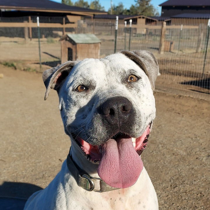 Rodeo, an adoptable American Staffordshire Terrier in Yreka, CA, 96097 | Photo Image 1