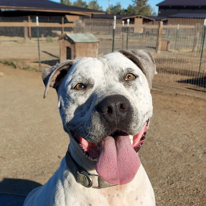 Rodeo, an adoptable American Bulldog, Dogo Argentino in Yreka, CA, 96097 | Photo Image 1