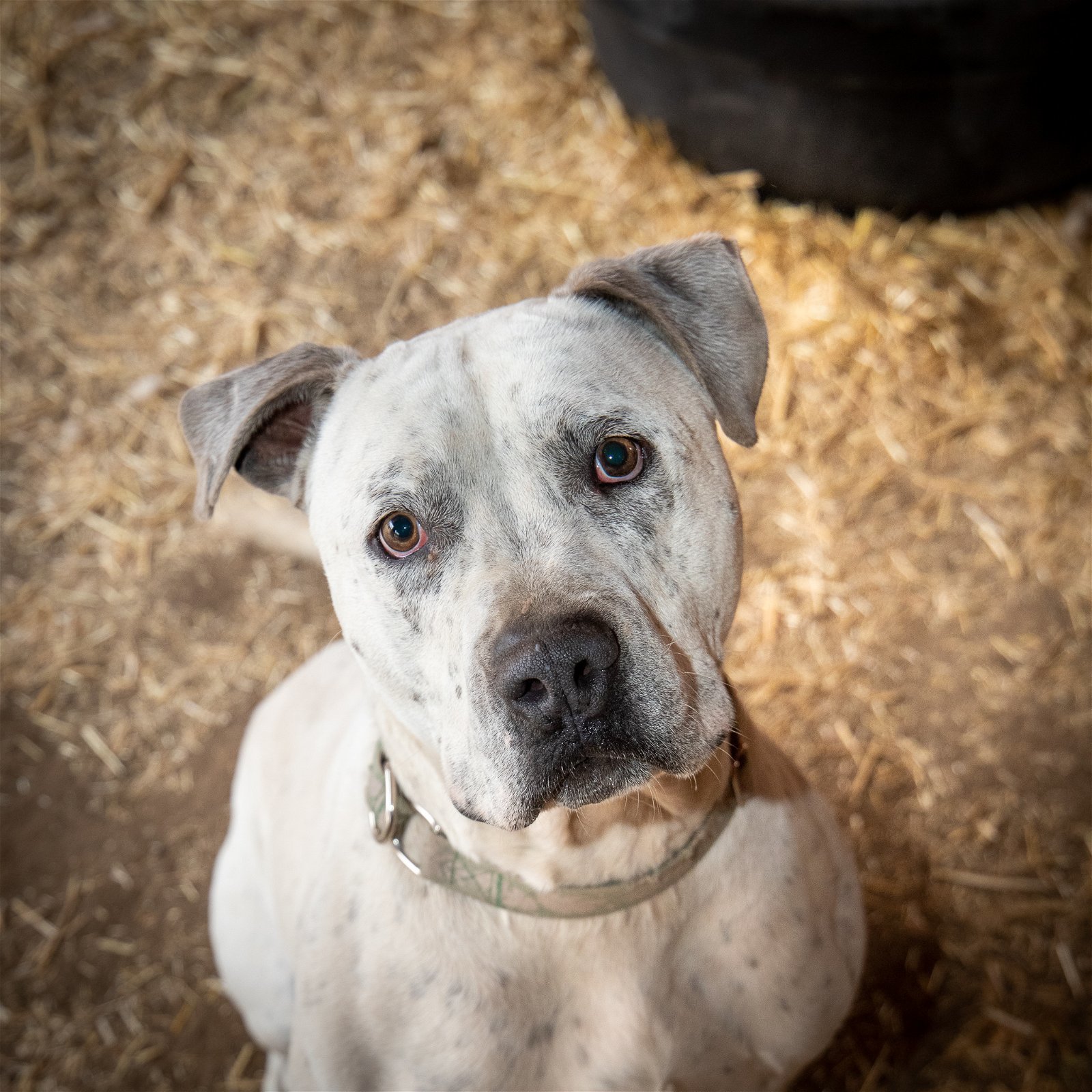 Rodeo, an adoptable American Staffordshire Terrier in Yreka, CA, 96097 | Photo Image 2