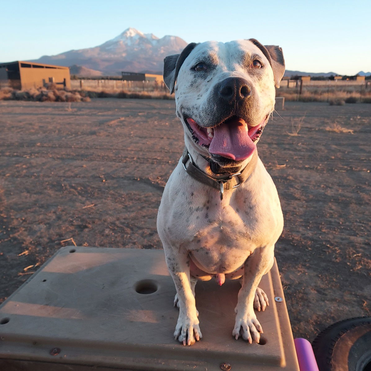 Rodeo, an adoptable American Bulldog, Dalmatian in Yreka, CA, 96097 | Photo Image 2