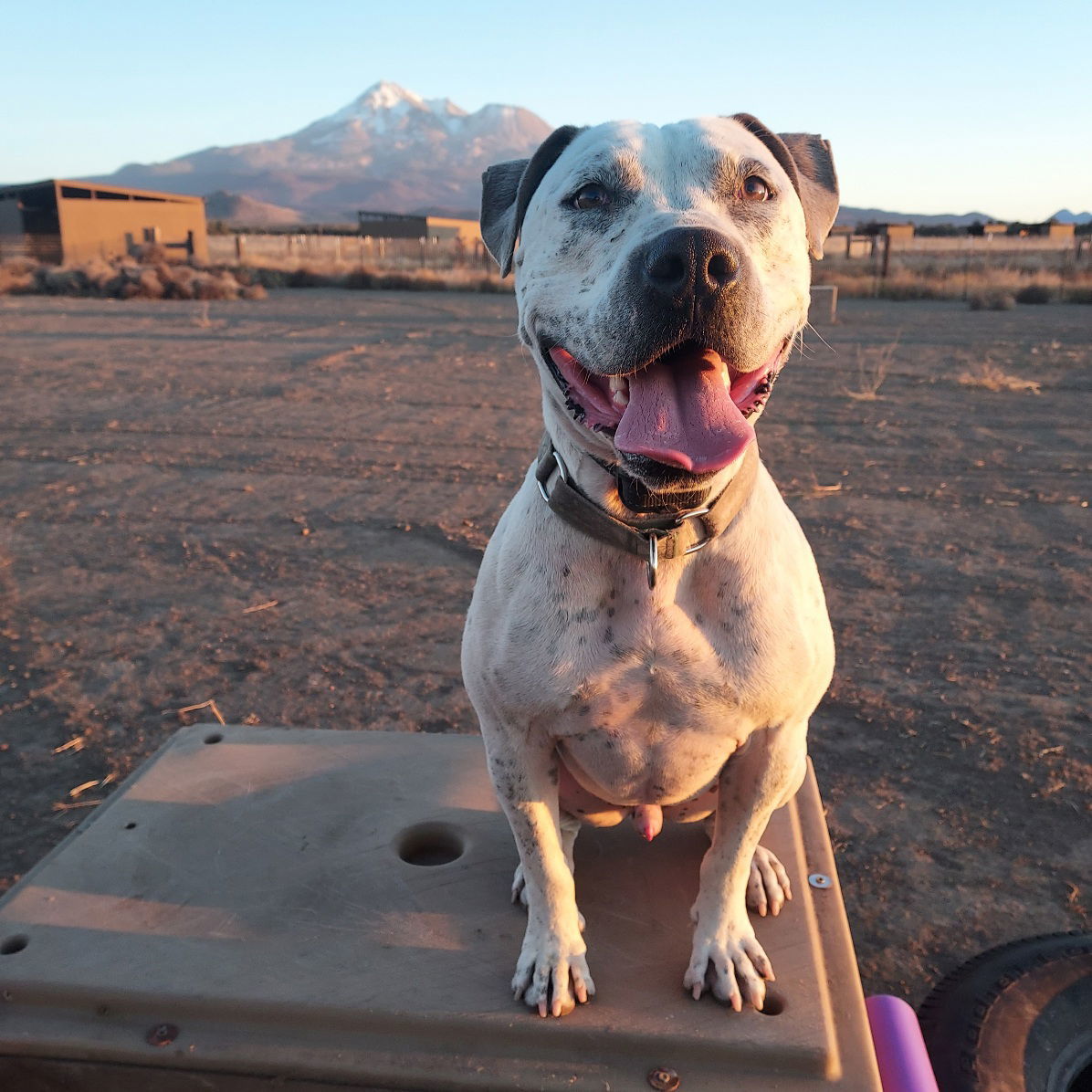 Rodeo, an adoptable American Bulldog, Dogo Argentino in Yreka, CA, 96097 | Photo Image 2