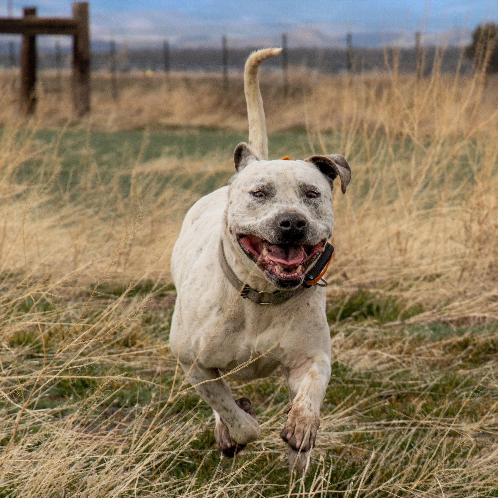 Rodeo, an adoptable American Staffordshire Terrier in Yreka, CA, 96097 | Photo Image 3
