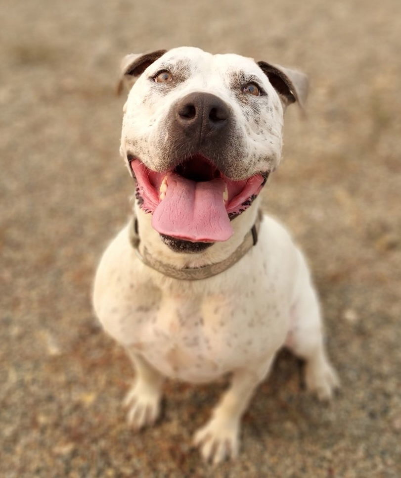 Rodeo, an adoptable American Bulldog, Dalmatian in Yreka, CA, 96097 | Photo Image 3