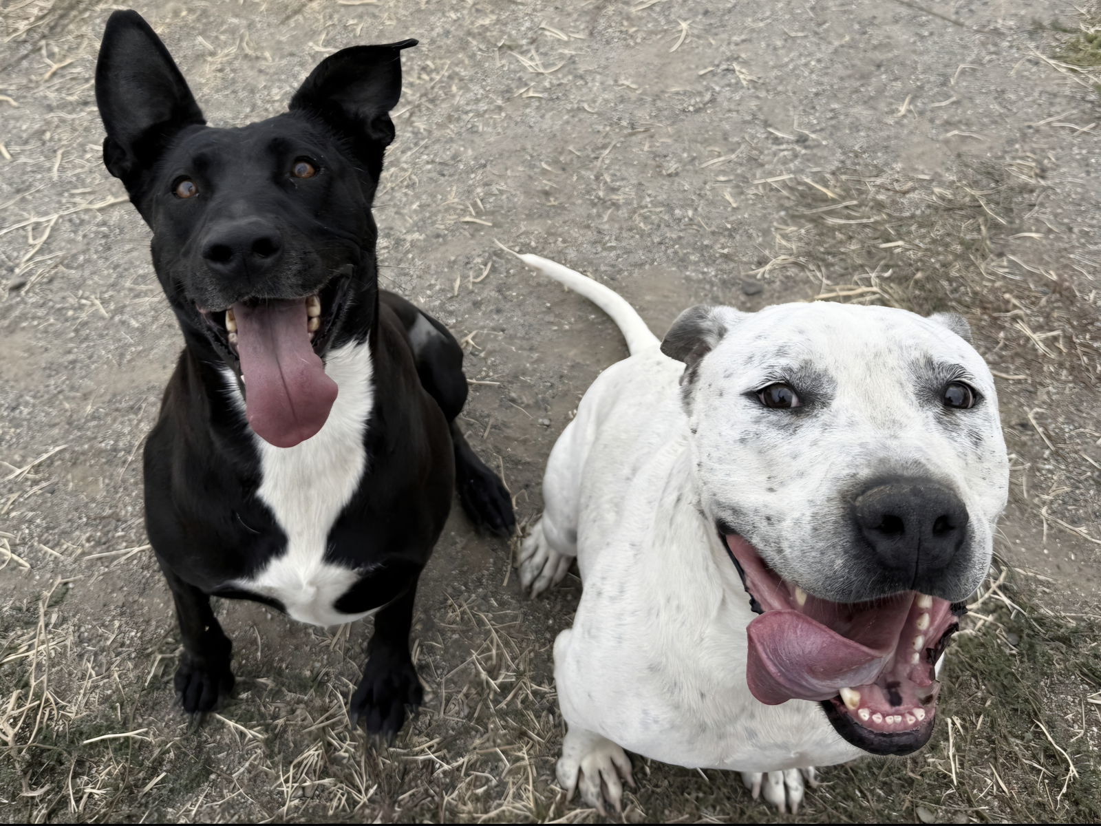 Rodeo, an adoptable American Bulldog, Dogo Argentino in Yreka, CA, 96097 | Photo Image 3
