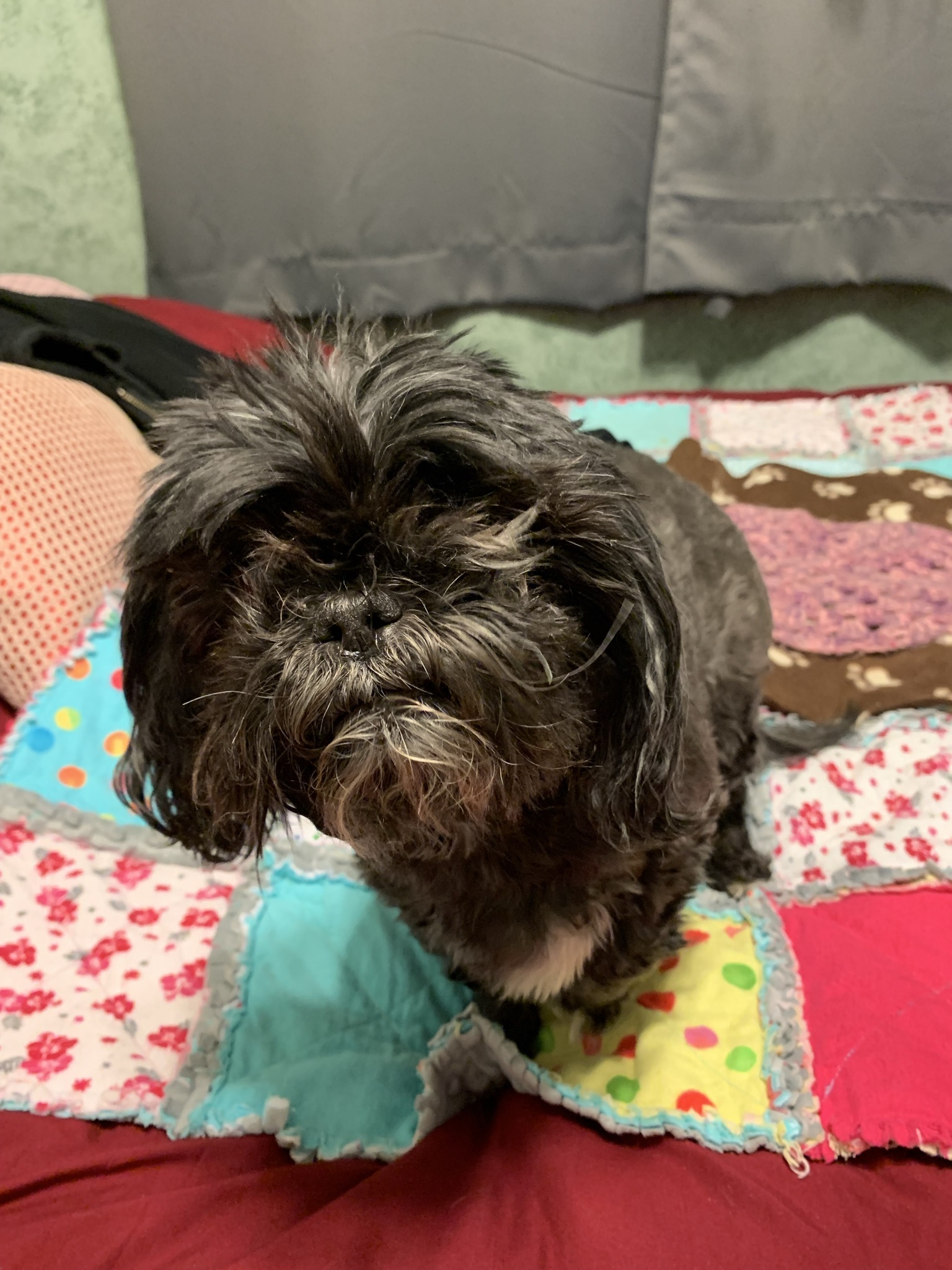 Willow, an adoptable Shih Tzu in Saskatoon, SK, S7L 3K9 | Photo Image 1