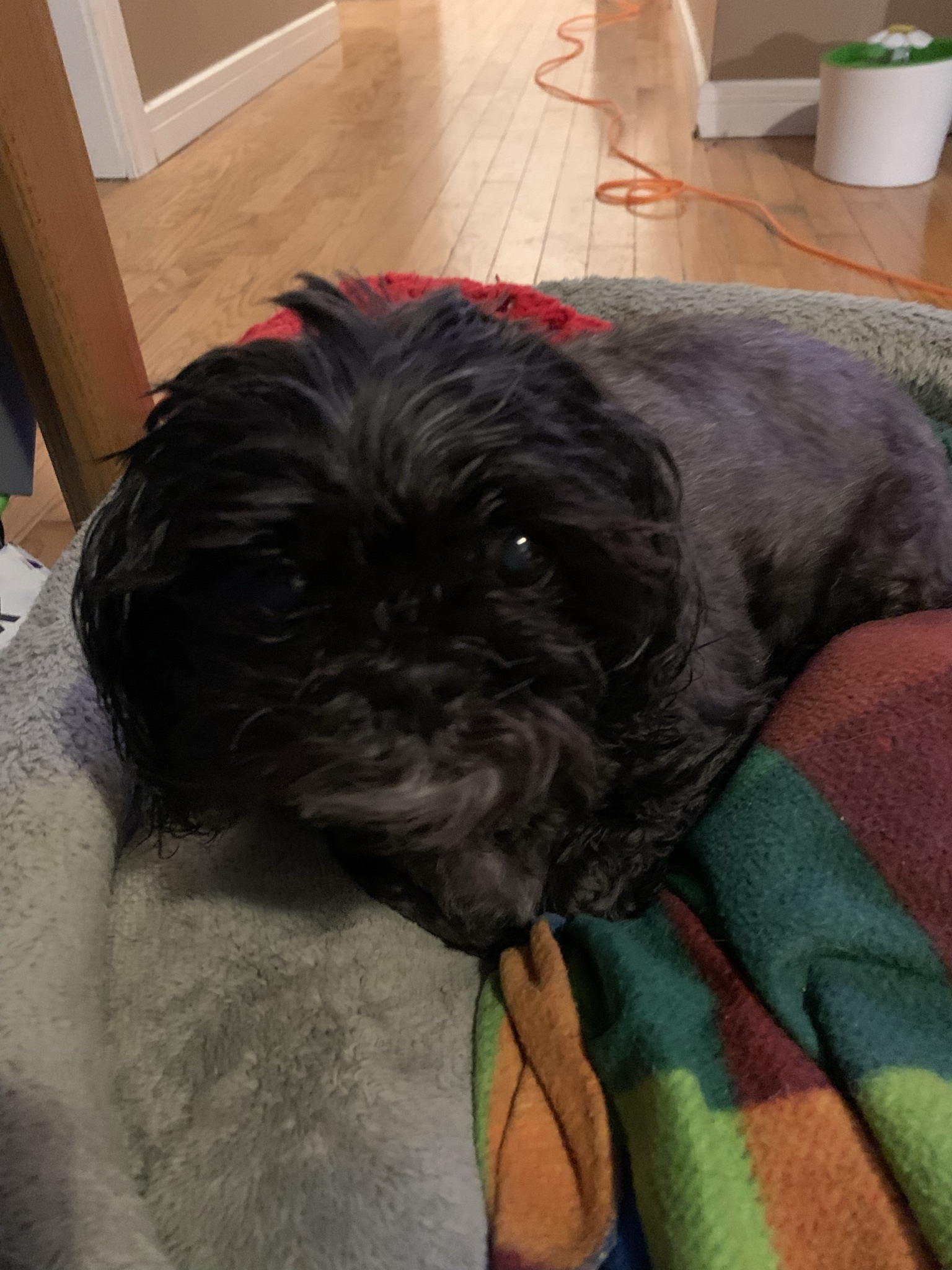 Willow, an adoptable Shih Tzu in Saskatoon, SK, S7L 3K9 | Photo Image 2