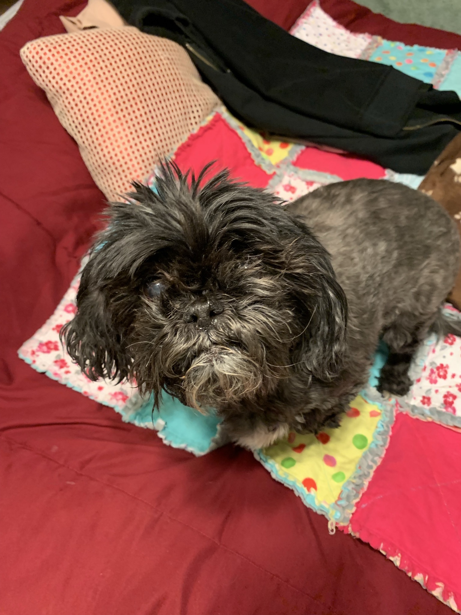 Willow, an adoptable Shih Tzu in Saskatoon, SK, S7L 3K9 | Photo Image 3