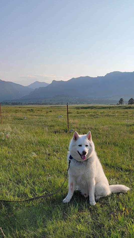 Maverick, an adoptable Siberian Husky in Littleton, CO, 80126 | Photo Image 1