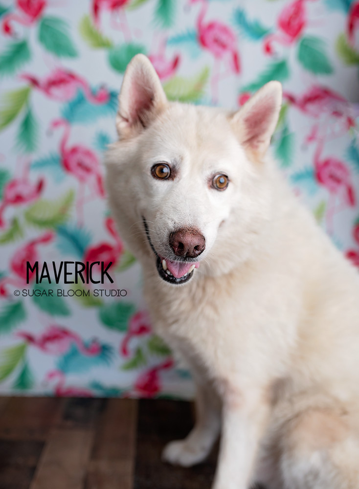 Maverick, an adoptable Siberian Husky in Littleton, CO, 80126 | Photo Image 2