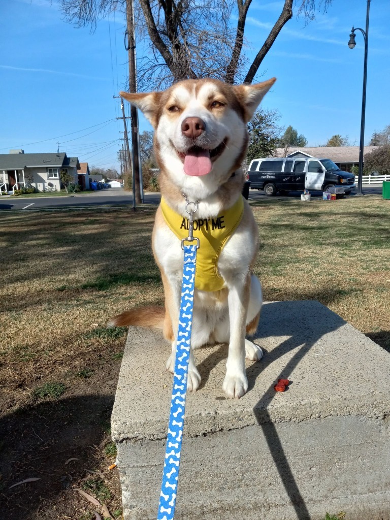 AUBREY, an adoptable Shepherd in Lemoore, CA, 93245 | Photo Image 1