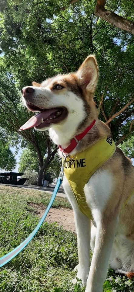 AUBREY, an adoptable Shepherd in Lemoore, CA, 93245 | Photo Image 2