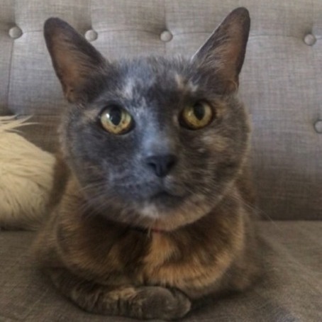 Tigger , an adoptable Dilute Tortoiseshell & Domestic Short Hair Mix in Berkeley, CA_image-2