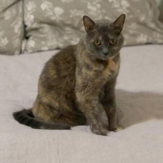 Tigger , an adoptable Dilute Tortoiseshell & Domestic Short Hair Mix in Berkeley, CA_image-1