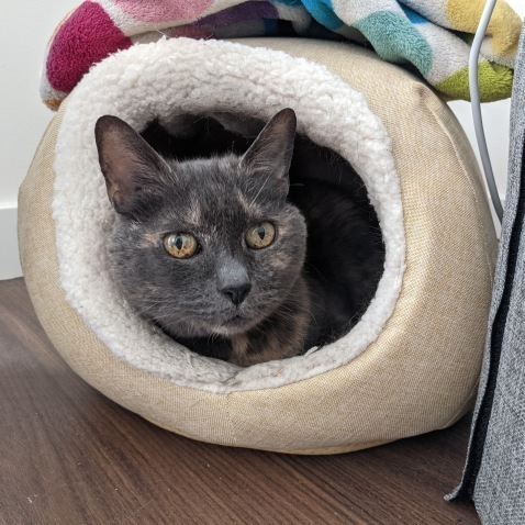 Tigger , an adoptable Dilute Tortoiseshell & Domestic Short Hair Mix in Berkeley, CA_image-3