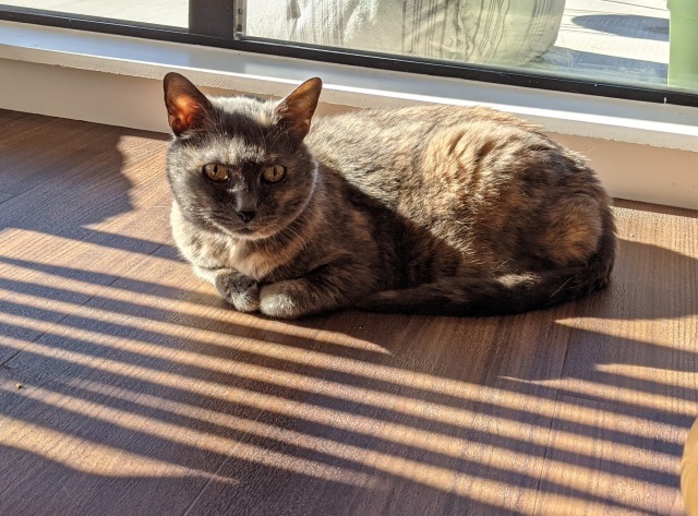 Tigger , an adoptable Dilute Tortoiseshell & Domestic Short Hair Mix in Berkeley, CA_image-5