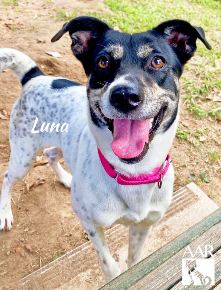Luna, an adoptable Jack Russell Terrier & Terrier Mix in Magnolia, TX_image-1