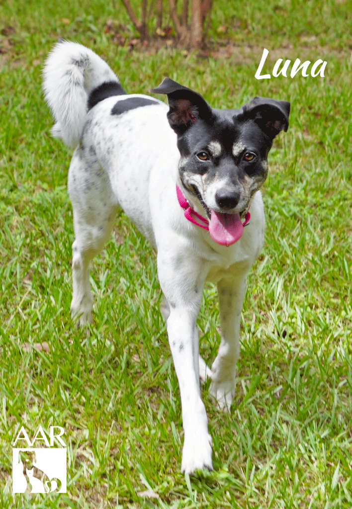 Luna, an adoptable Jack Russell Terrier & Terrier Mix in Magnolia, TX_image-4