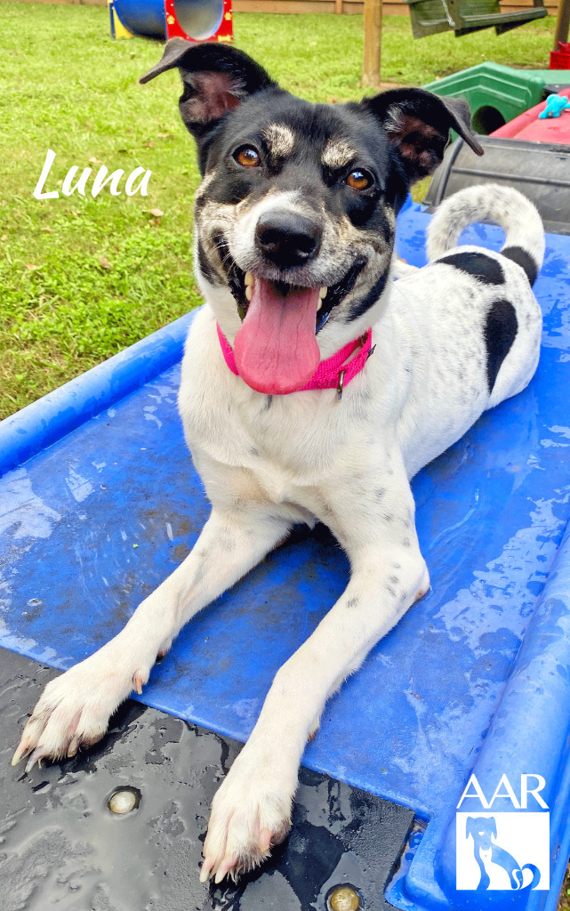 Luna, an adoptable Jack Russell Terrier & Terrier Mix in Magnolia, TX_image-5