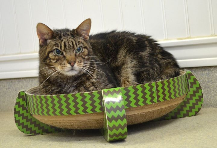 Preston, an adoptable Domestic Short Hair in Westbrook, CT_image-4