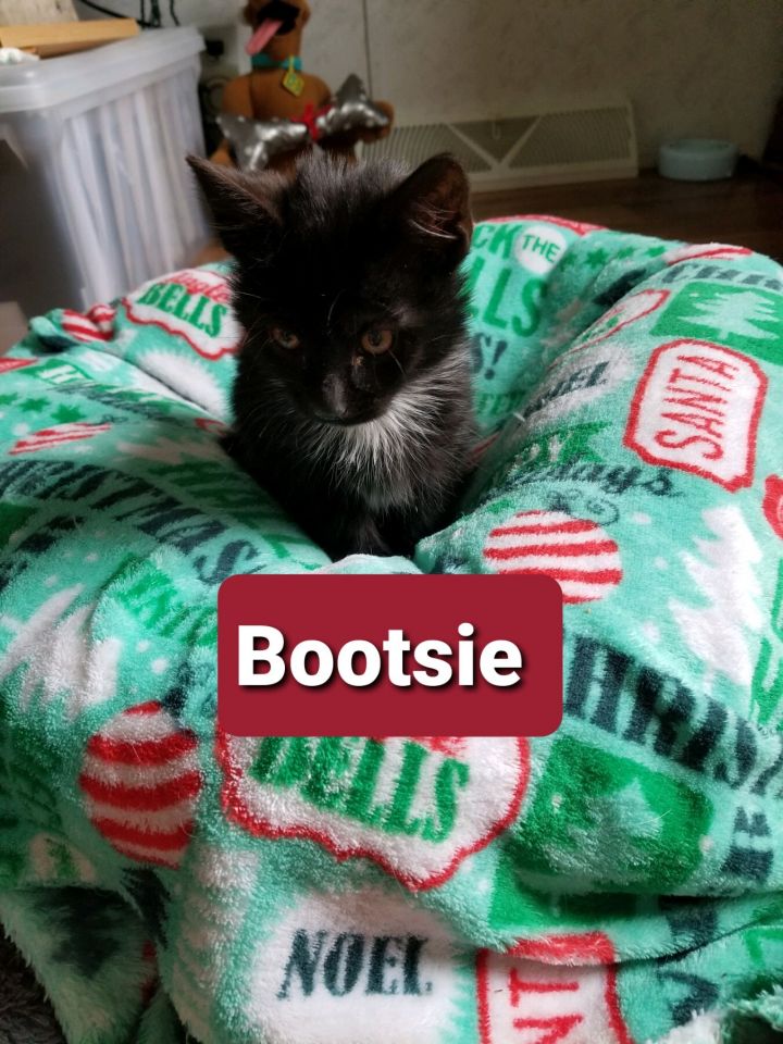 Bootsie (Tammy/Lori's foster) 3