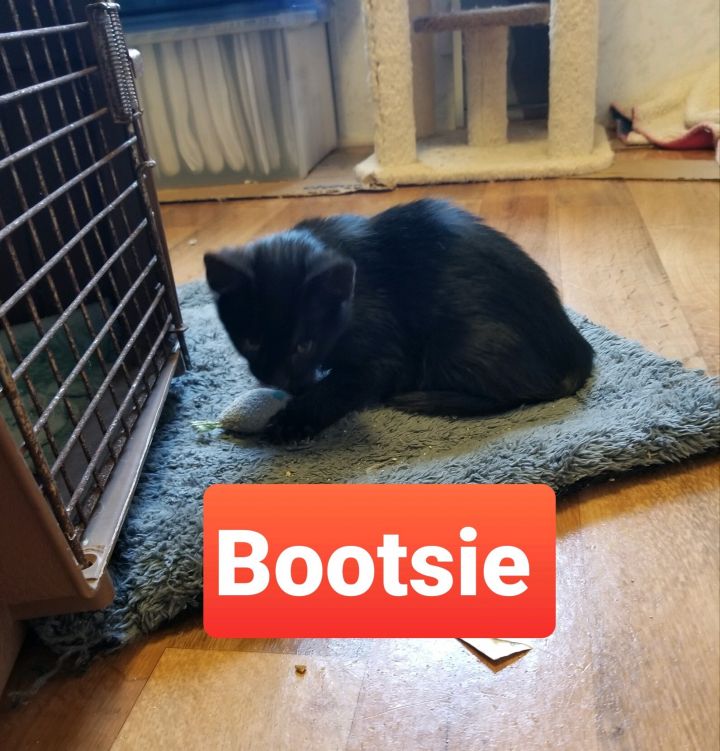 Bootsie (Tammy/Lori's foster) 4