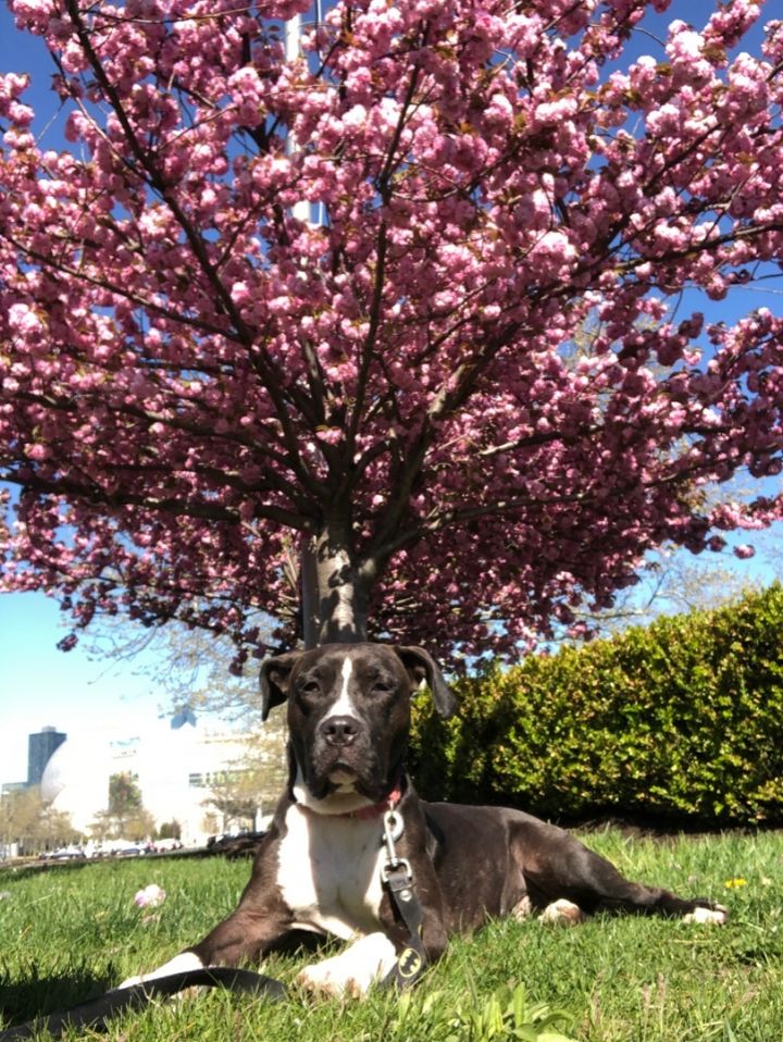 Europa , an adoptable Pit Bull Terrier Mix in Jersey City, NJ_image-2