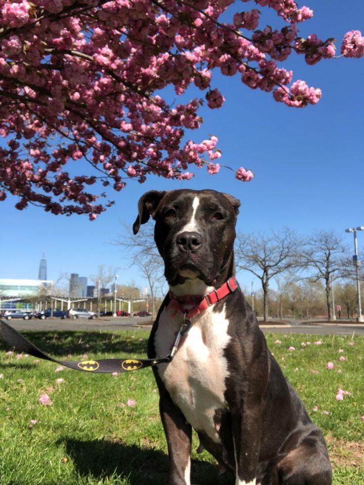 Europa , an adopted Pit Bull Terrier & Great Dane Mix in Jersey City, NJ_image-3