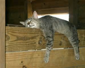 Blue Collar Cats, an adoptable Domestic Short Hair in Newfane, NY, 14108 | Photo Image 1