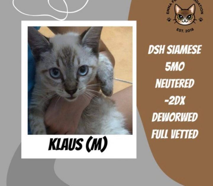 Klaus von Kitty PR Siam and Penny Dreadful FL, an adopted Siamese in New York, NY_image-1