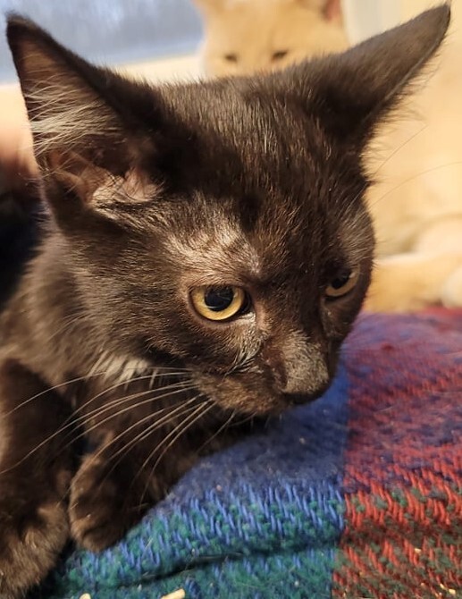 Spike, an adoptable Domestic Short Hair in Robinson, IL, 62454 | Photo Image 2