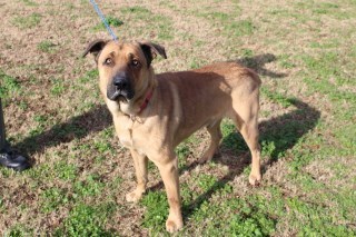 Bodine, an adoptable Shepherd in Olive Branch, MS, 38654 | Photo Image 1