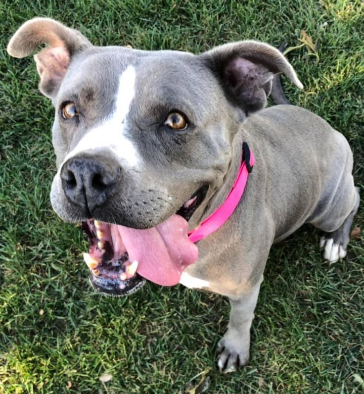ATHENA, an adoptable Pit Bull Terrier in Thousand Oaks, CA_image-2