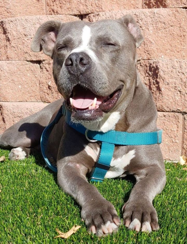 ATHENA, an adoptable Pit Bull Terrier in Thousand Oaks, CA_image-4