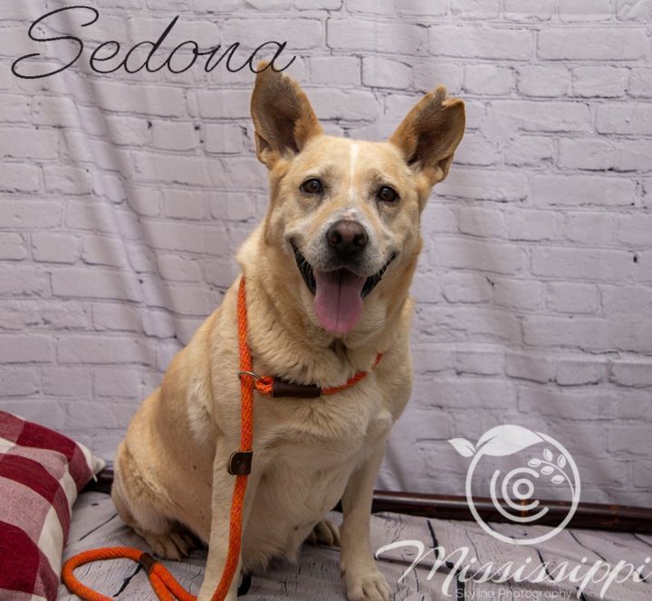 Sedona, an adoptable Labrador Retriever Mix in Murphysboro, IL_image-6