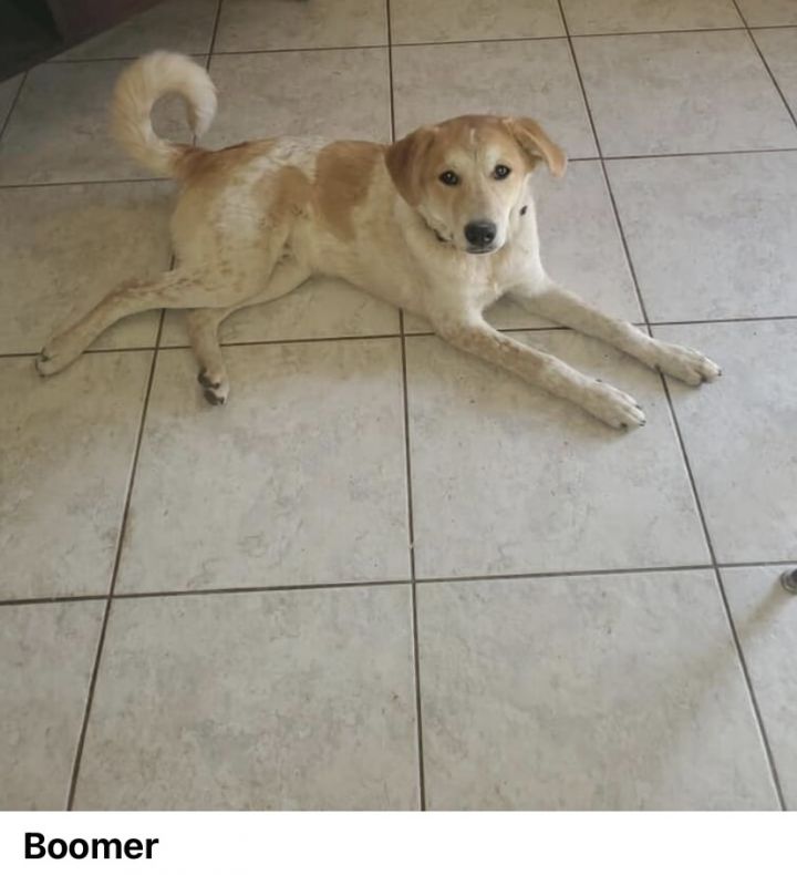 Dog For Adoption Boomer An Akbash Cattle Dog Mix In Union Grove Wi Petfinder