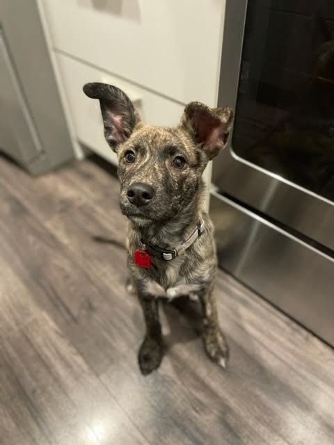 Maple, an adoptable Mixed Breed in Saskatoon, SK, s7h 3a1 | Photo Image 1