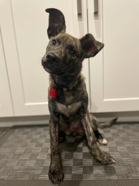 Maple, an adoptable Mixed Breed in Saskatoon, SK, s7h 3a1 | Photo Image 2