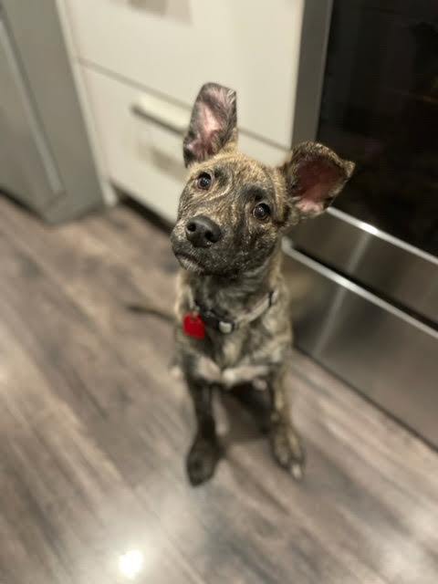 Maple, an adoptable Mixed Breed in Saskatoon, SK, s7h 3a1 | Photo Image 3