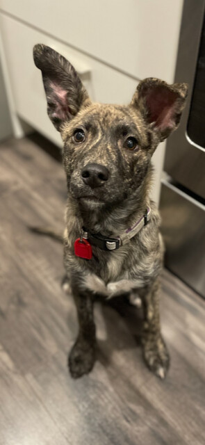 Maple, an adoptable Mixed Breed in Saskatoon, SK, s7h 3a1 | Photo Image 4