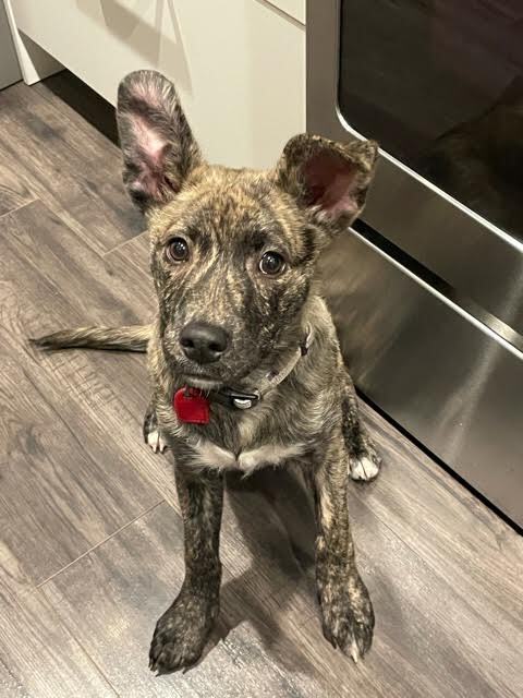 Maple, an adoptable Mixed Breed in Saskatoon, SK, s7h 3a1 | Photo Image 5
