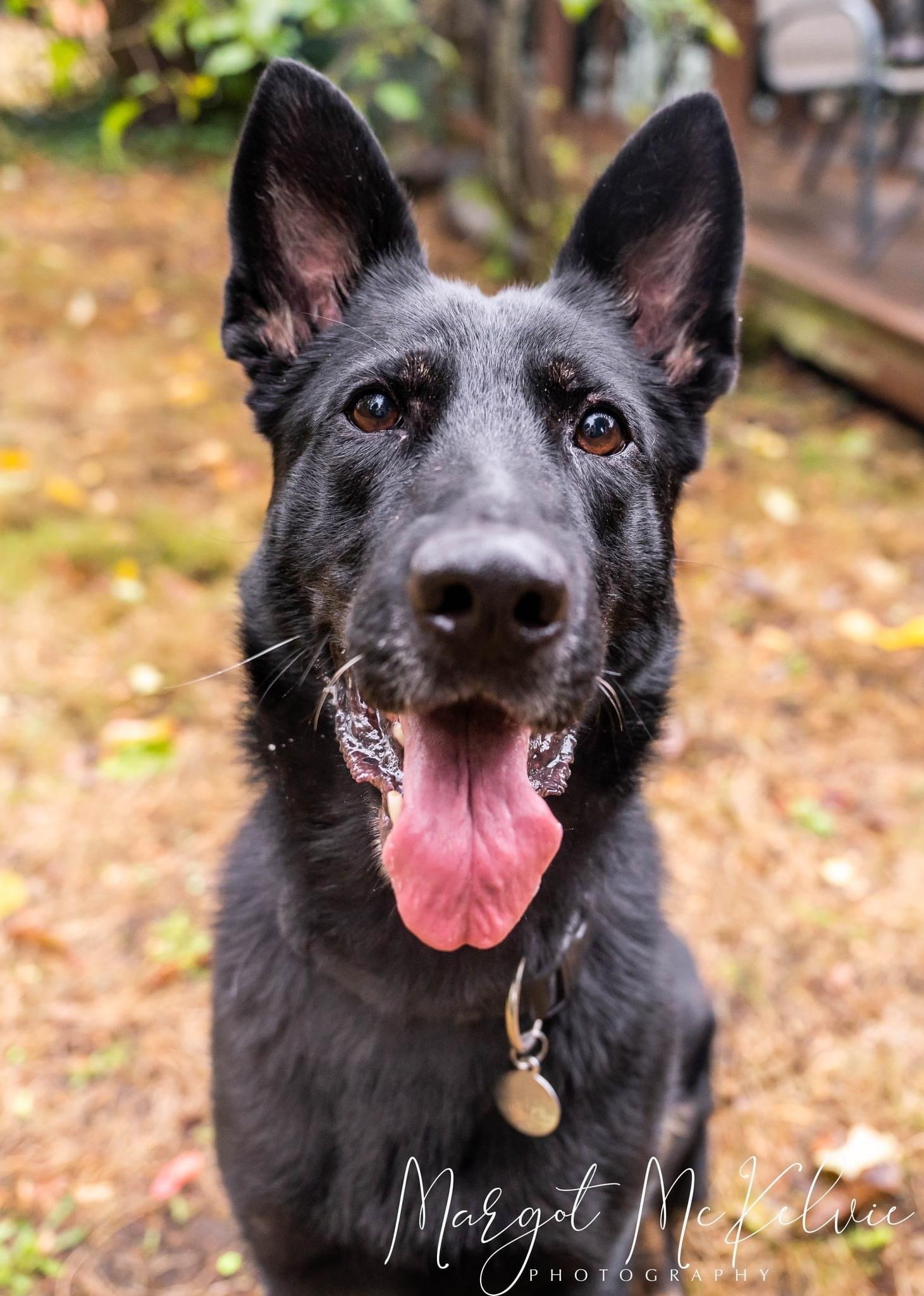 Kimber, an adoptable German Shepherd Dog in Seattle, WA, 98165 | Photo Image 1