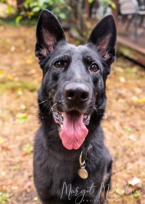 Animal Profile Kimber is a beautiful 5-year-old 54 lb female German Shepherd who was found wanderi