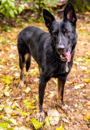 Kimber German Shepherd Dog Dog