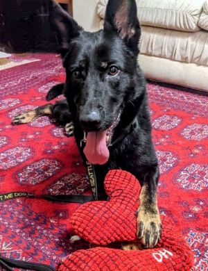 Animal Profile Kimber is a beautiful 5-year-old 54 lb female German Shepherd who was found wanderi