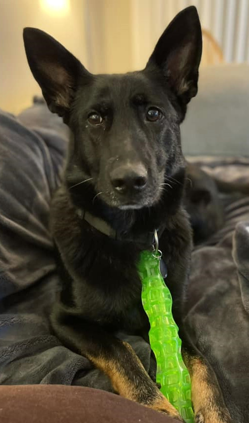 Kimber, an adoptable German Shepherd Dog in Bothell, WA, 98021 | Photo Image 3