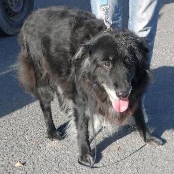 Harley, an adoptable Black Labrador Retriever in Millville, UT, 84326 | Photo Image 1