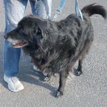 Harley, an adoptable Black Labrador Retriever in Millville, UT, 84326 | Photo Image 2